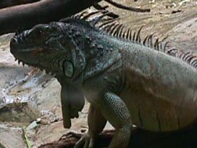 Grüner Leguan (Iguana iguana), gesehen in Paris am 05.08.1998