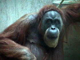 Gorillamännchen im Basler Zoo am 20.08.2001