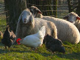 Schafe und Hühner in Ihringen am 29.12.2008