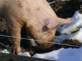 Schweine in der Landwirtschaft der Hochburg, Emmendingen-Windenreute am 25.02.2009