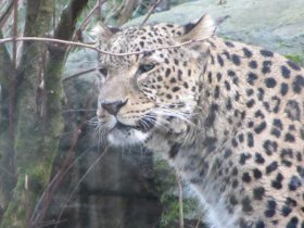 Persischer Leopard - Panthera pardus saxicolor - Zoo Mulhouse am 30.12.2012