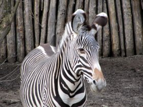 Zebra im Zoo in Mulhouse am 30.12.2012