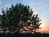 Baum im Sonnenuntergang 29.04.1998