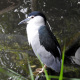 htm/nycticorax_nycticorax_seite.htm