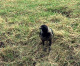 htm/corvus-corone-vorderansicht.htm