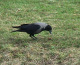 htm/corvus-corone-seite.htm