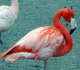 htm/phoenicopterus_ruber_ruber.htm
