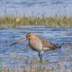 htm/limosa_limosa_seite.htm