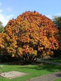 Baum in seinem Oktoberkleid