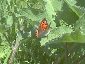 Der Schmetterling braucht lckig bewachsenen Boden, wie er am Elzdamm zum Teil noch zu finden ist. Foto: 17.05.1998, Elz