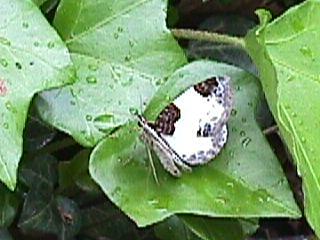 Mesoleuca albicillata | Geometridae | 09.05.2002 | Teninger Wald, Hüttenplatz