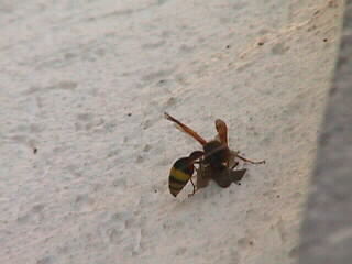 Erstes Foto: Die Wespe bei der Arbeit