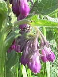 Symphytum officinale | Gemeiner Beinwell | auch eine alte Heilpflanze aus der Familie der Borretschgewächse | 22.04.2000 | Denzlinger Insektenbiotop