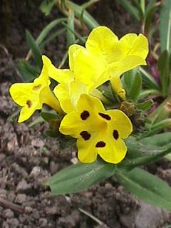 Arnebia pulchra | Prophetenblume | 12.04.2002 | Boraginaceae | beheimatet in der Türkei, dem Kaukasus, Transkaukasus und Nord-Iran