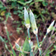 htm/dianthus_caryophyllus_subsp_longicaulis_knospen.htm