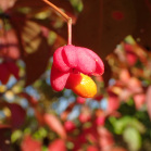 Celastraceae - Spindelbaumgewächse