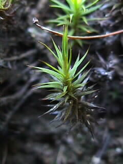 Polytrichum formosum, ein relativ hufiges Moos | sieht aus wie Sternchen :-) | 10.09.2000 | im Wald oberhalb Wildtal