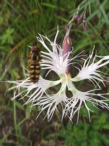 Dianthus superbus | Prachtnelke mit Schwebfliege