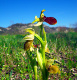 htm/ophrys_araneola_habitus.htm
