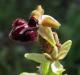 htm/ophrys_incubacea.htm