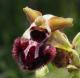 htm/ophrys_incubacea_nah.htm