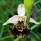 htm/ophrys_holosericea_bluete.htm