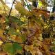 htm/acer_platanoides_herbst.htm