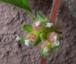 Urticaceae - Brennesselgewächse
