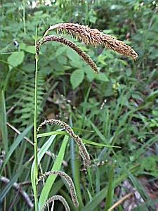 Segge | Carex pendula - Sauergrser | 04.05.2003 | Gnterstler Wald