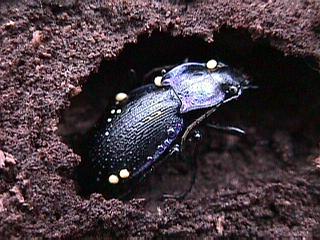 Carabus problematicus, der Blauviolette Waldlaufkfer aus der Familie der Carabidae
