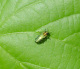 buprestidae/04051303.htm