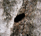 buprestidae/06031238.htm