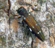 buprestidae/20120623_1353.htm