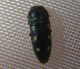 buprestidae/acmaeodera_bipunctata_o.htm
