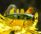 buprestidae/anthaxia_hungarica_u.htm