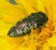 buprestidae/acmaeodera_pilosellae_o.htm