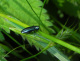 buprestidae/21052006_1053.htm