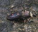 buprestidae/24062005_3584.htm
