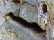 cerambycidae/03062005_2244.htm