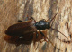 cerambycidae/05072009_1250.htm