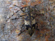 cerambycidae/20080518_1243.htm