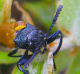 chrysomelidae/labidostomis_taxicornis_frontal.htm
