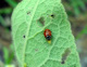 coccinellidae/03071833.htm