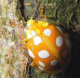 coccinellidae/18112005_8037.htm