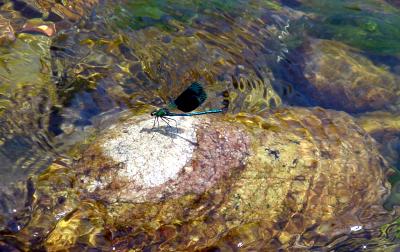Libelle auf Stein im Wasser