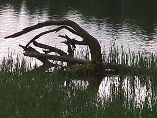 Der Feldsee am Nachmittag des 08.06.2002, Tag der Artenvielfalt am Feldberg