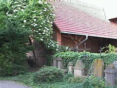 Alter Holunder im Kirchhof von Heuweiler | 31.05.2001