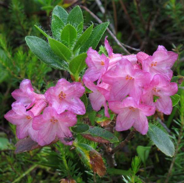 Fotografie von Rhododendron hirsutum, Behaarte Alpenrose
