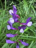 Vicia onobrychoides | Esparsetten-Wicke | 01.06.2000 | Sdfrankreich, Séranne-Gebirge, in ca. 600 m Hhe