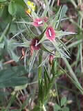 Trifolium stellatum | Sternklee | 01.06.2000 | Sdfrankreich, Séranne-Gebirge